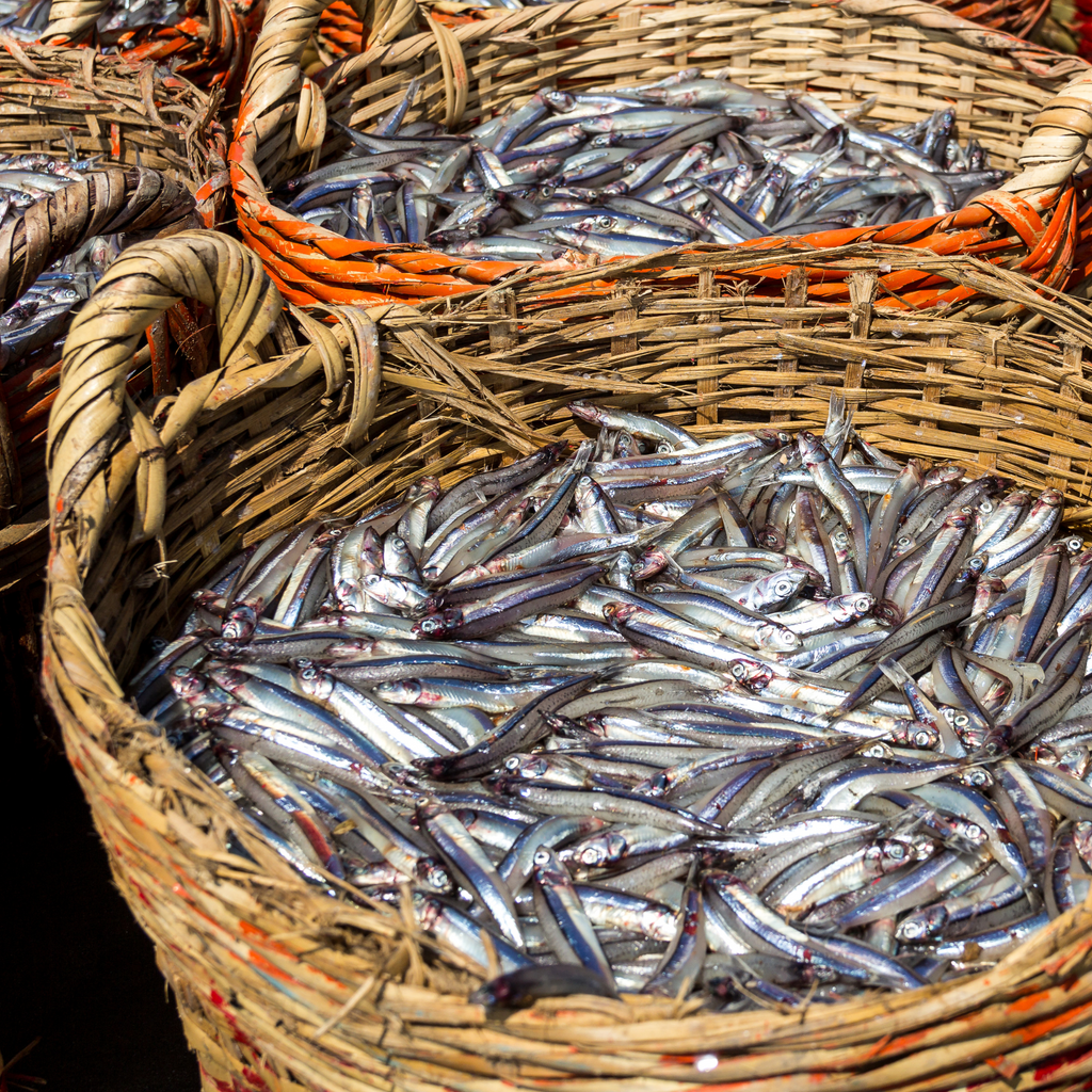 Fresh Anchovies Basket