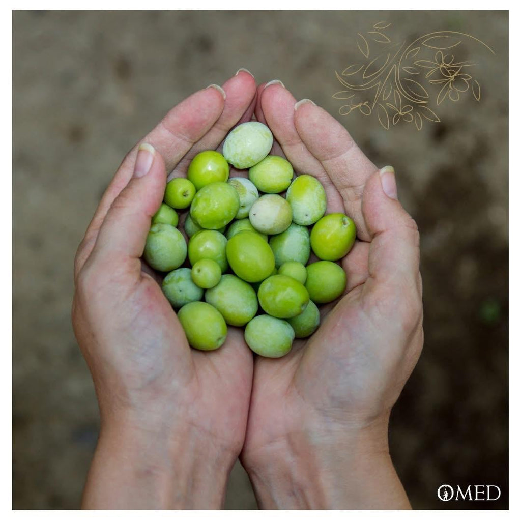 Hands holding olives against a blurred natural background by OMED